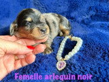 3 chiots femelles Teckel Nain Poil Long non LOF de juin 2026 à réserver