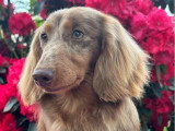 3 chiots femelles Teckel Nain Poil Long non LOF de juin 2026 à réserver