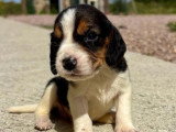 4 chiots Beagle mâles LOF nés en mai 2026 à réserver