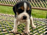 4 chiots Beagle mâles LOF nés en mai 2026 à réserver