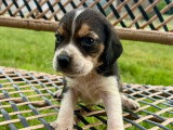 4 chiots Beagle mâles LOF nés en mai 2026 à réserver