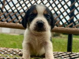 4 chiots Beagle mâles LOF nés en mai 2026 à réserver