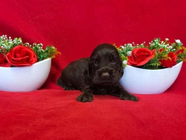 À réserver, 5 chiots Cocker Spaniel Anglais LOF nés en mai 2026