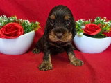 À réserver, 5 chiots Cocker Spaniel Anglais LOF nés en mai 2026