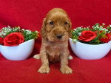 À réserver, 5 chiots Cocker Spaniel Anglais LOF nés en mai 2026