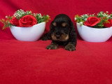 À réserver, 5 chiots Cocker Spaniel Anglais LOF nés en mai 2026
