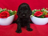 À réserver, 5 chiots Cocker Spaniel Anglais LOF nés en mai 2026