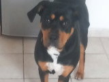 Chienne adulte à donner