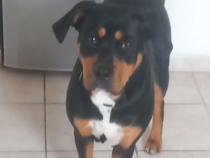 Chienne adulte à donner