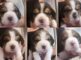 6 chiots Beagle à vendre pour la compagnie