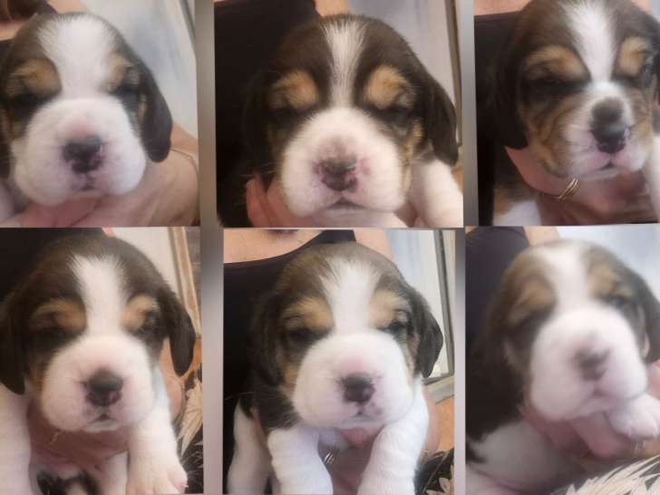 6 chiots Beagle à vendre pour la compagnie