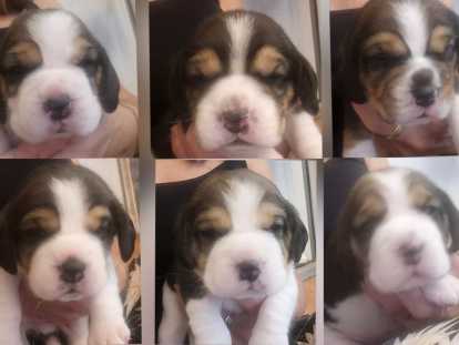 6 chiots Beagle à vendre pour la compagnie