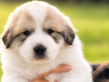 Chiots Patout à vendre sur réservation