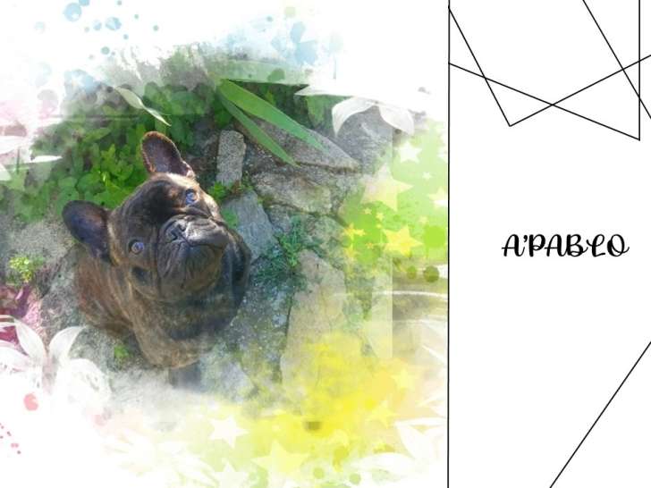 A'Pablo, mâle Bouledogue Français disponible pour saillie