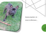 A'Pablo, mâle Bouledogue Français disponible pour saillie