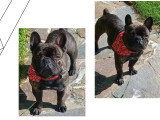 A'Pablo, mâle Bouledogue Français disponible pour saillie