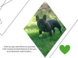 A'Pablo, mâle Bouledogue Français disponible pour saillie