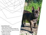 A'Pablo, mâle Bouledogue Français disponible pour saillie