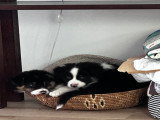 Billie and Botie, my favourite panier