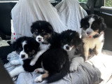 Bobby,bleu, Billie, et Botie