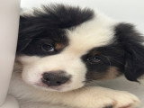Bella, beautiful, calm, kind and adventurous