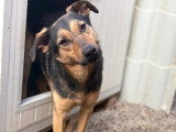 Nahari, chienne à adopter d'urgence en association