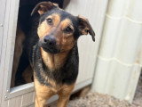 Nahari, chienne à adopter d'urgence en association