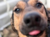 Nahari, chienne à adopter d'urgence en association
