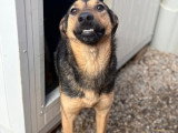 Nahari, chienne à adopter d'urgence en association