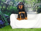2 chiots Cocker Anglais mâles noir et feu non LOF nés mars 2026 à vendre