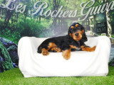 2 chiots Cocker Anglais mâles noir et feu non LOF nés mars 2026 à vendre