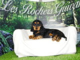 2 chiots Cocker Anglais mâles noir et feu non LOF nés mars 2026 à vendre