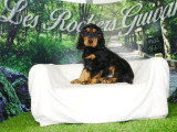 2 chiots Cocker Anglais mâles noir et feu non LOF nés mars 2026 à vendre