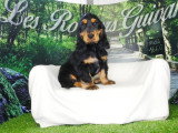 2 chiots Cocker Anglais mâles noir et feu non LOF nés mars 2026 à vendre