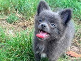 Chiot femelle Pomchi bleu non LOF de mars 2026 à vendre
