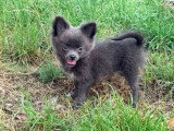 Chiot femelle Pomchi bleu non LOF de mars 2026 à vendre
