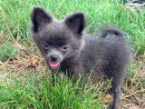 Chiot femelle Pomchi bleu non LOF de mars 2026 à vendre