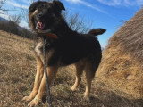 Magic, chien roumain au grand coeur à adopter en association