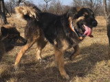 Magic, chien roumain au grand coeur à adopter en association