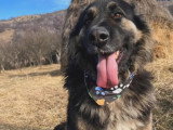 Magic, chien roumain au grand coeur à adopter en association