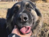 Magic, chien roumain au grand coeur à adopter en association