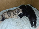 Chiots Berger des Pyrénées mâles noirs et arlequin à vendre
