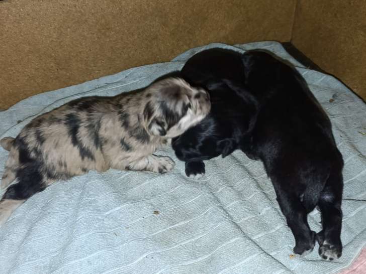 Chiots Berger des Pyrénées mâles noirs et arlequin à vendre