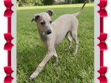 Chiots Petit Lévrier Italien LOF à vendre