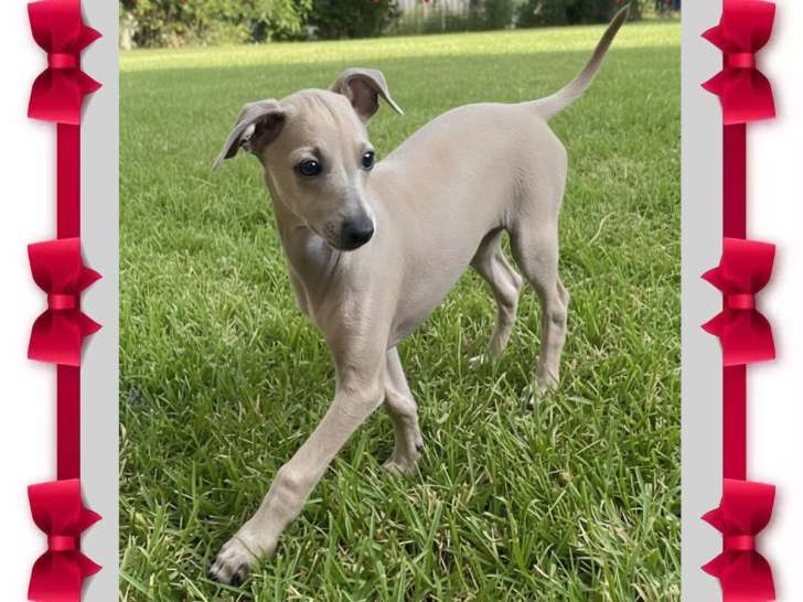 Chiots Petit Lévrier Italien LOF à vendre