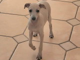 Chiots Petit Lévrier Italien LOF à vendre