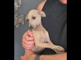 Chiots Petit Lévrier Italien LOF à vendre