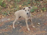 Chiots Petit Lévrier Italien LOF à vendre