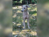 Chiots Petit Lévrier Italien LOF à vendre