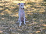 Chiot Petit Lévrier Italien LOF à vendre